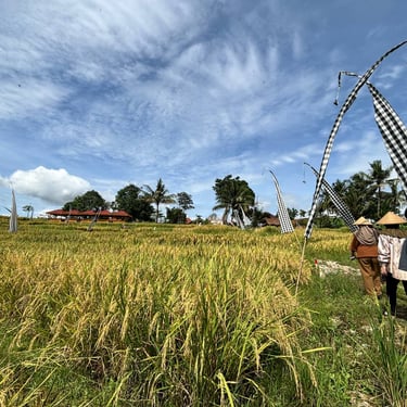 sawah produktif nuansa alam golden view