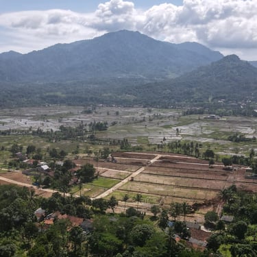sawah produktif nuansa alam golden view