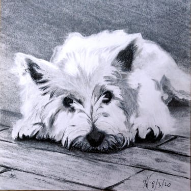 Zak beloved westie