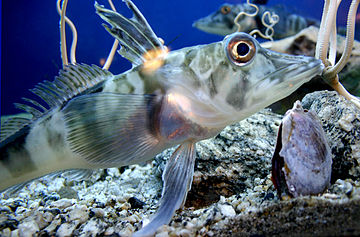 chaenichtys, poisson ladictregunoise