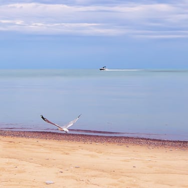 Seagull and a speedboat at lake huron.