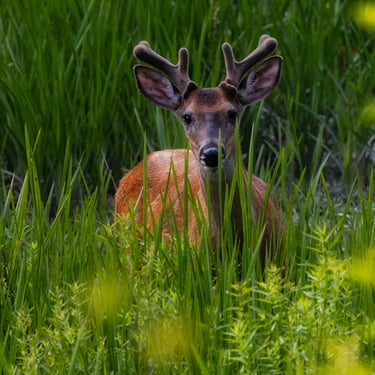 Young buck in a filed of grass