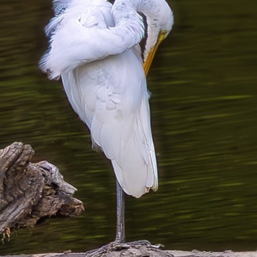 Egret on a log preening.