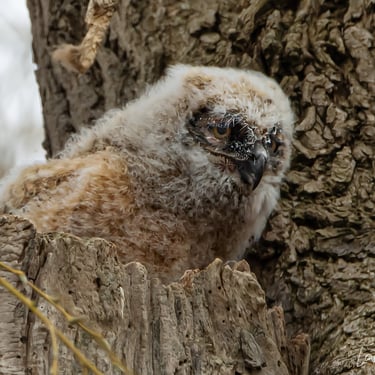 baby owl in a tree.