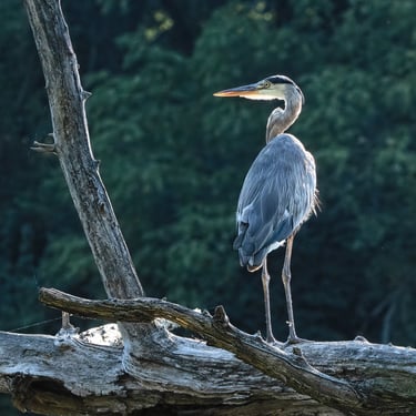 Great Blue Heron perched on a log. Back Lighting.
