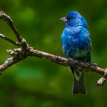 Indigo Bunting on a branch.
