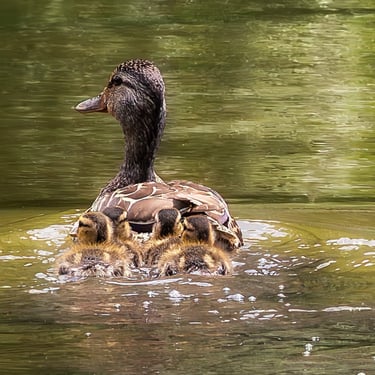 Baby Mallards with female mallard.