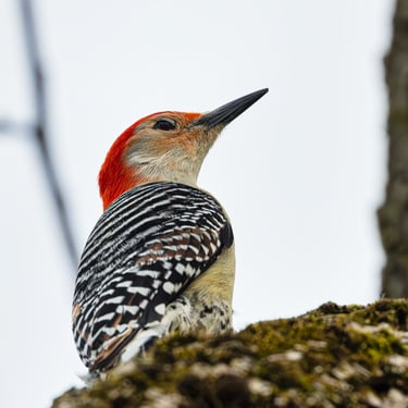 Red Bellied Wood Pecker.