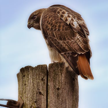 Red Tail Hawk on a hydro pole.