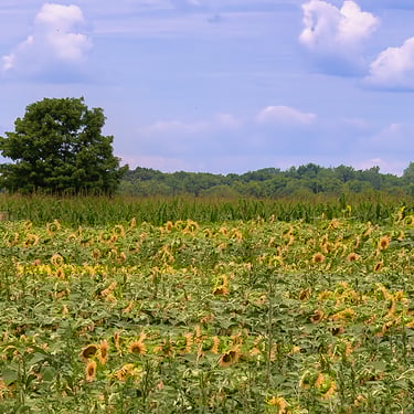Field of sunflowers
