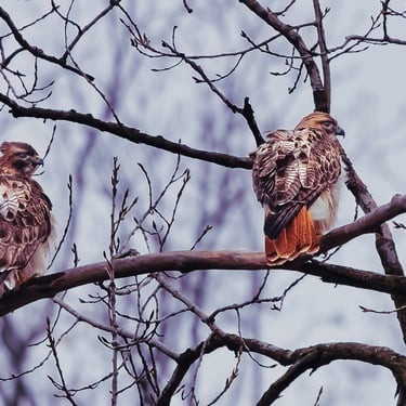 Red tail hawks perched on tree branch