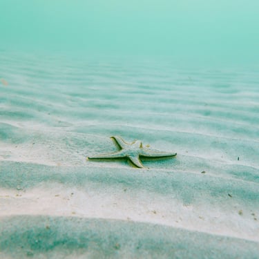 une étoile de mer à 5 bras, seule au fond de la mer turquoise inspirante