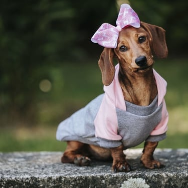 Un cachorro de perro salchicha marrón con una sudadera rosa y gris con un lazo a juego en el pelo.