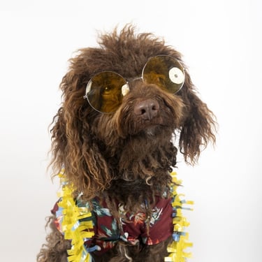 Un perro caniche marrón con gafas de sol amarillas y una camisa hawaiana floral con un collar de flores.