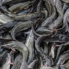 A large harvest of fresh live catfish piled together for sale at a local fish market.