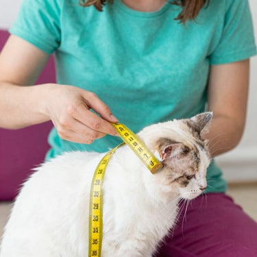 A warm photographic guide showing a person gently measuring a fluffy cat with a soft yellow measuring tape, focusing on the back length, bright daylight, friendly atmosphere