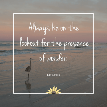 Always be on the lookout for the presence of wonder. EB White