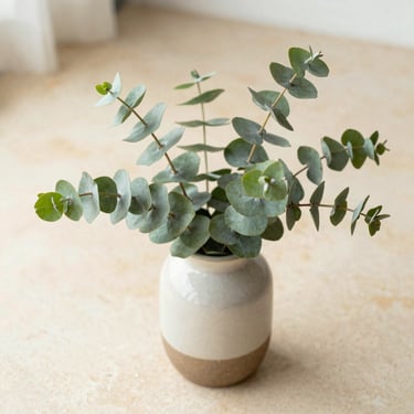 Bright editorial photography of fresh green eucalyptus sprigs in a ceramic vase on a warm beige stone surface, soft natural daylight, shallow depth of field, 35mm
