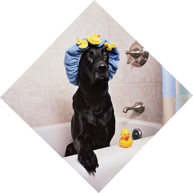 a Labrador retriever getting a bath to reduce shedding