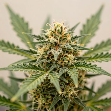 Macro shot of vibrant, trichome-rich cannabis flower, soft natural daylight, shallow depth of field, 35mm