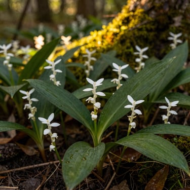 Delicate white wild ginger flowers blooming on the forest floor, rich dark soil, damp mossy environment