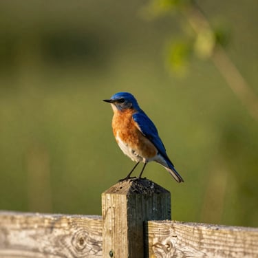 A vibrant Eastern Bluebird perched on a wooden fence post, soft green background, morning light