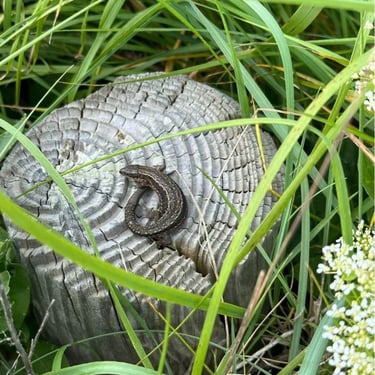 Grass snake on tree stump