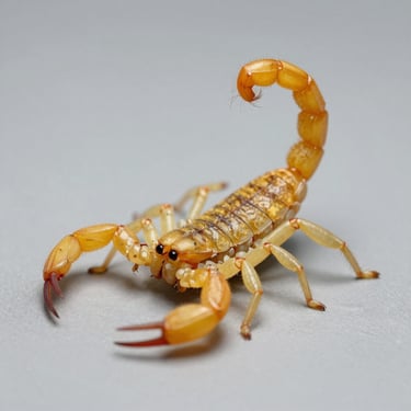 Macro close-up of a yellow scorpion on a clean, neutral grey background, sharp focus on the stinger, clinical studio lighting.