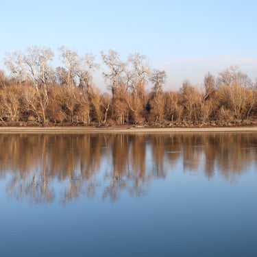 Trees and their reflections in the river Danube at wintertime, in Szentendre, Hungary.