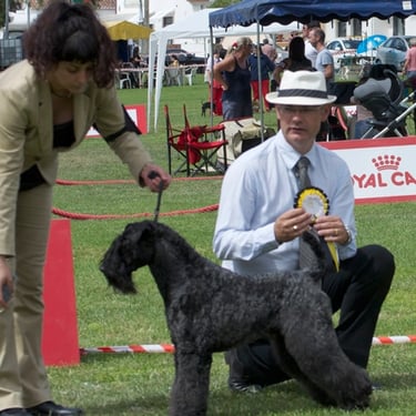 Kerry Blue Terrier - Campeón Internacional Del Besaya Pasiegu