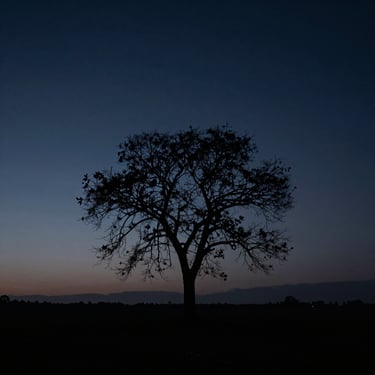 Atmospheric nocturnal landscape, a solitary tree silhouetted against a dark twilight sky, expansive negative space, moody and contemplative.