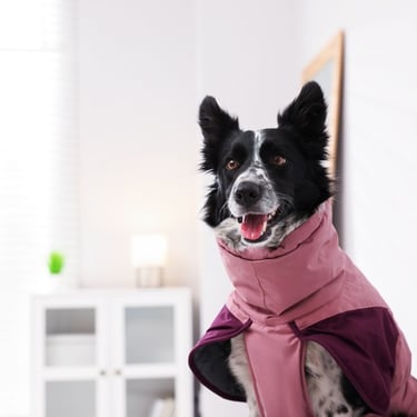 Perro pastor Australiano modelando una chamarra rosa impermeable en un fondo blanco