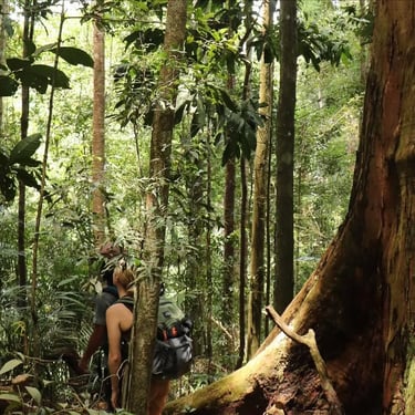 five day jungle trekking sumatra trekking orangutans