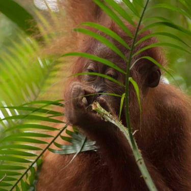 Bukit lawang tour packages from 3 to 6 days