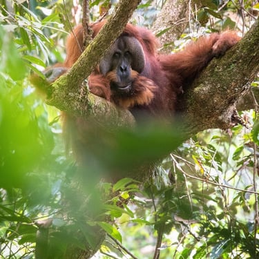 Day Tours from Medan to Bukit Lawang Jungle Trek
