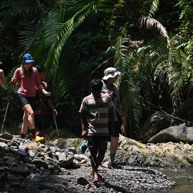 five day jungle trekking sumatra trekking orangutans