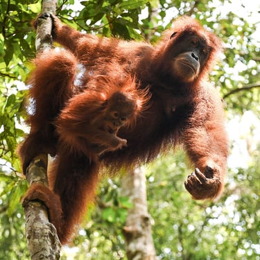 Bukit Lawang Trekking