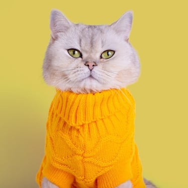 Un gato esponjoso con un suéter de color naranja tejido a la medida, en un fondo amarillo