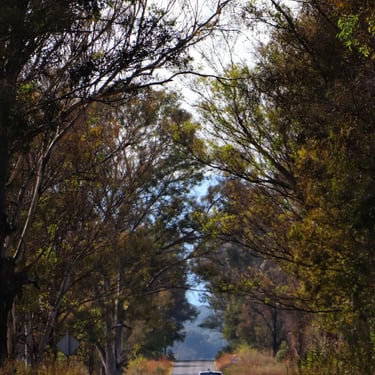 foto de arboleda en caminos michoacan coeneo