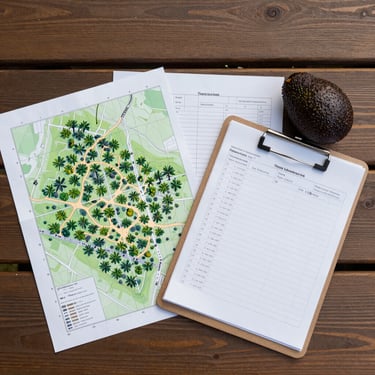 Overhead flat-lay of harvest documentation on a wooden field table — printed orchard maps with GPS grid overlays, a clipboard with harvest date records, and a single ripe Hass avocado beside the papers, natural daylight from the side, no shadows obscuring text areas