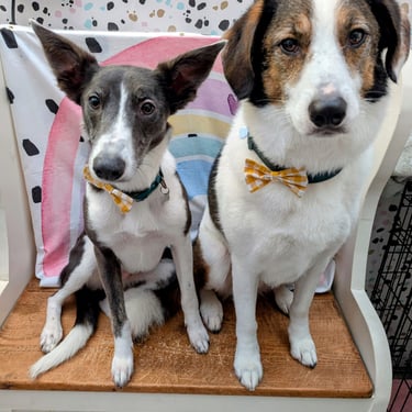 Two dogs posing for a photo on a monk’s bench