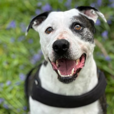 Smiling Staffy cross Dalmatian sat in the bluebells