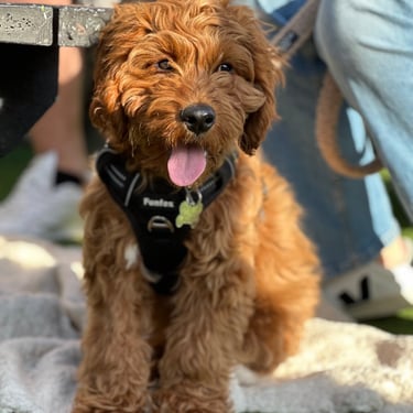 Young Cockerpoo puppy sitting in the sunshine at dog training