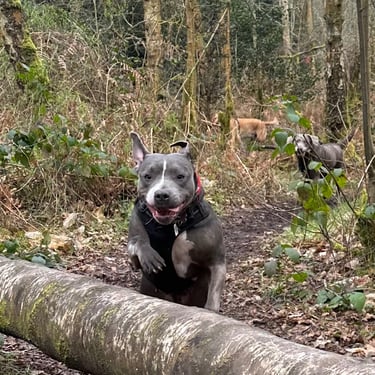 Happy Staffordshire bull terrier leaping over a fallen log on a group walk