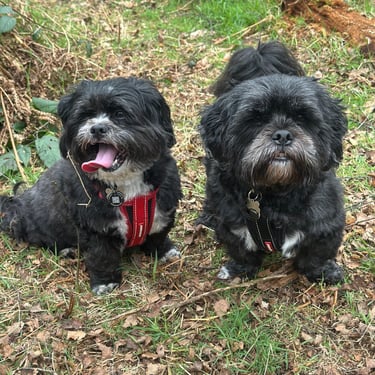 Two grey shih tzu boys on their countryside walk