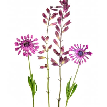 African Daisies and Salvia