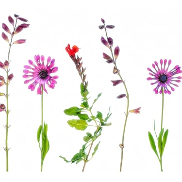 African Daisies and Salvias