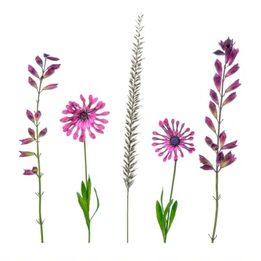 African Daisies, Salvia and Native Grass