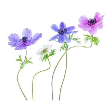 Anemonies
