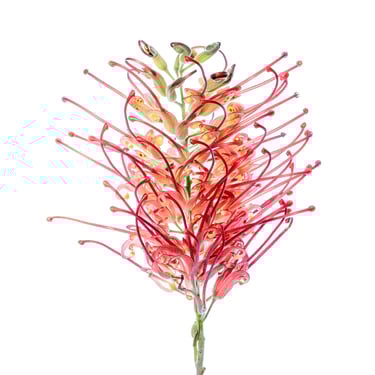 Grevillea